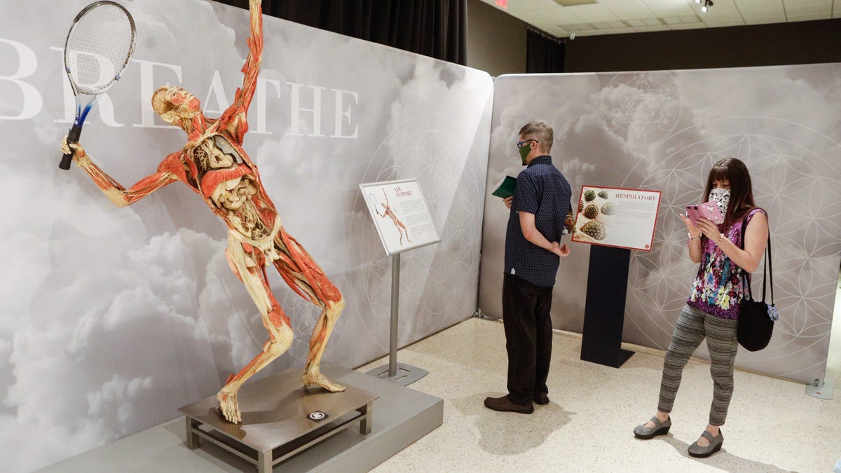 Photos 'Real Bodies' exhibit at South Florida Science Center in West