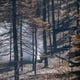 Ground fuels burn near the perimeter of the Cameron Peak Fire on Saturday.