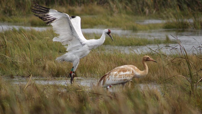 12 Wisconsin Birds To Look For In Your Backyard And Beyond