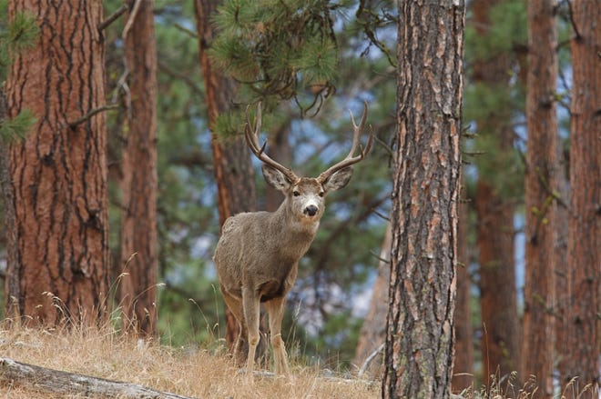 Male deer