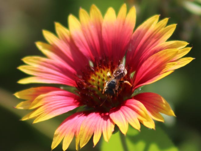 Create Florida Friendly Landscape To Help Protect Natural Resources Create Florida Friendly Landscape To Help Protect Natural Resources