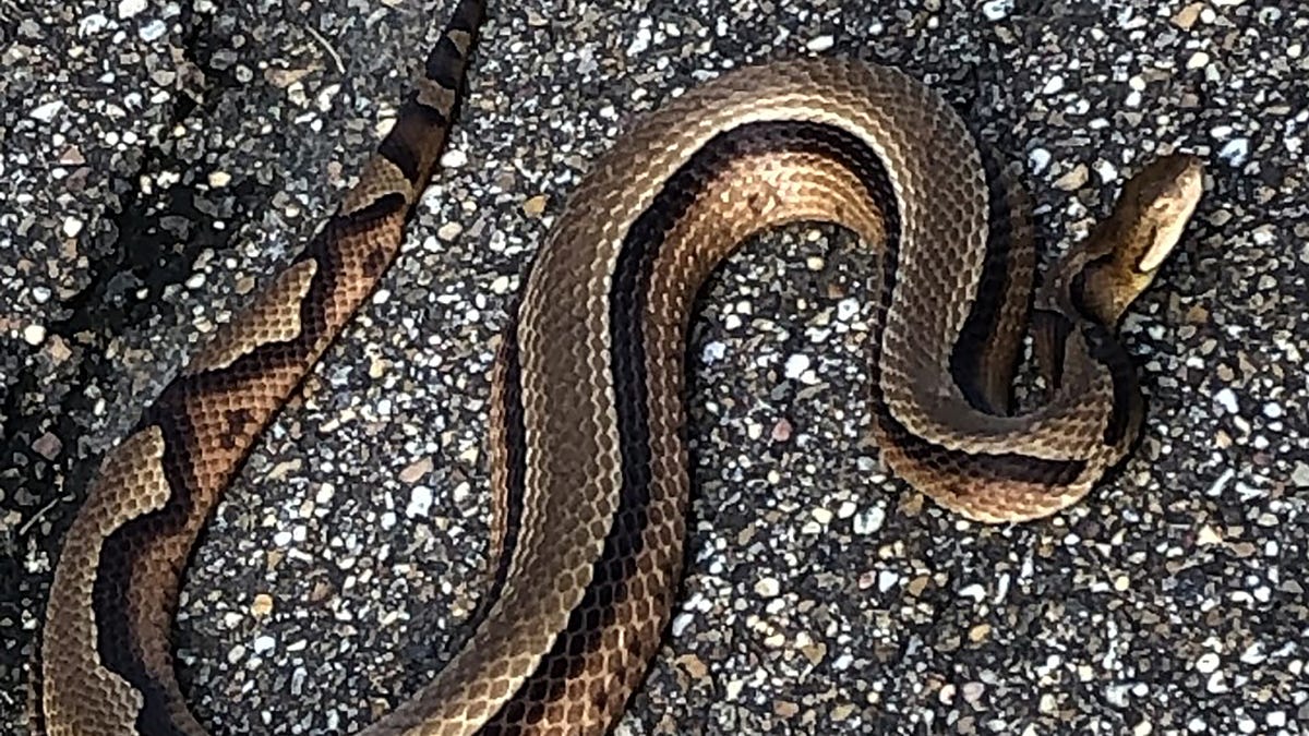 Rare Striped Copperhead Snake Found In Mississippi Rare Striped Copperhead Snake Found In Mississippi