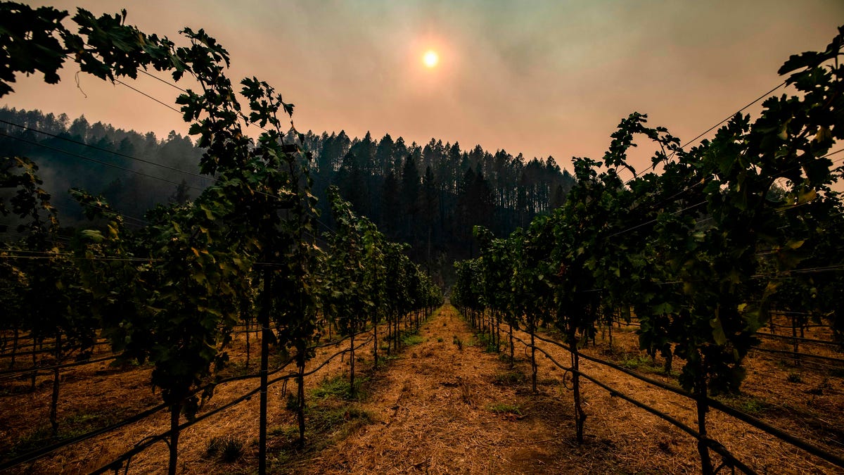 Smoke hangs amongst charred trees on the hillside behind a vineyard in Napa Valley, Calif. on Sept. 28, 2020.