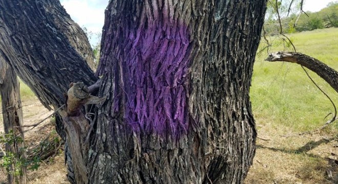 As hunting season begins, Beaver County is seeing a lot more of the color purple. Gov. Tom Wolf signed House Bill 1772 last November that authorized the use of purple paint to signify that the property is private and trespassing isn’t permitted for hunters.