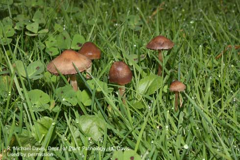 Have mushrooms in your yard? Heres what you should know about the fungi in your lawn
