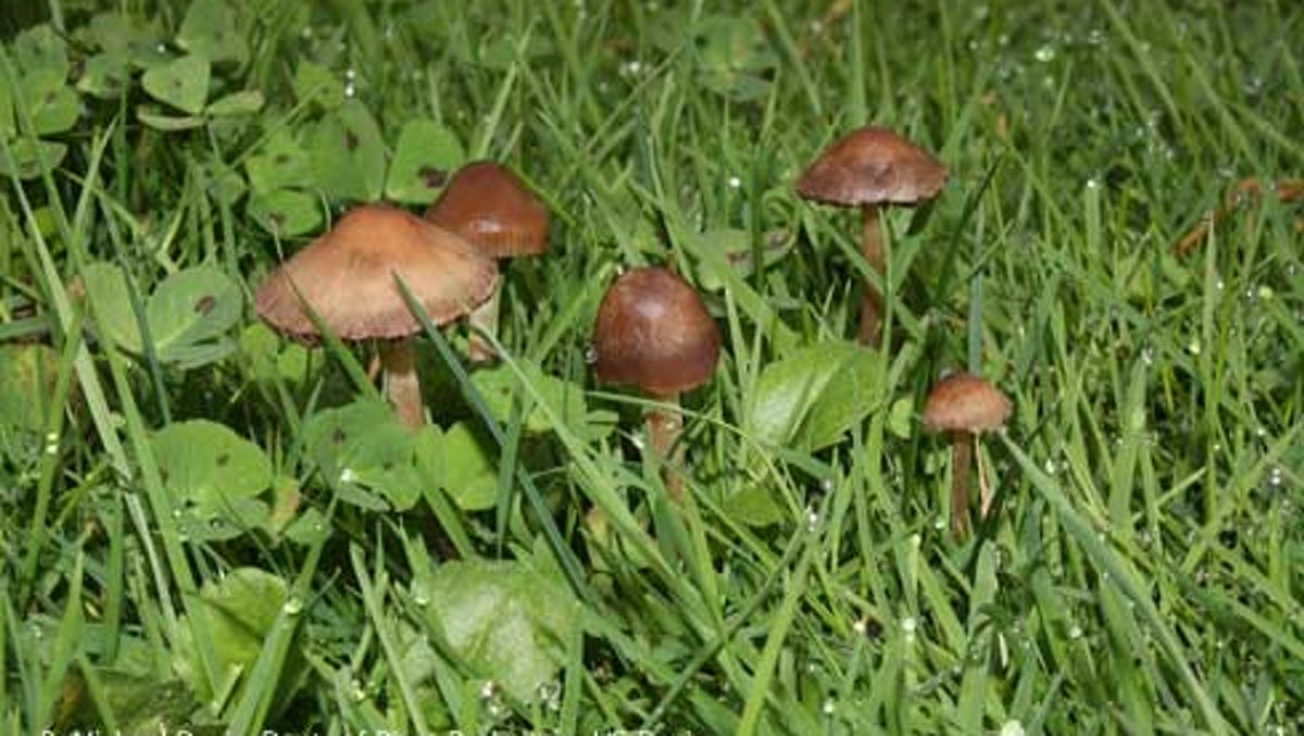 Why Are Mushrooms Growing In My Garden Is It Good Or Bad Planted Shack