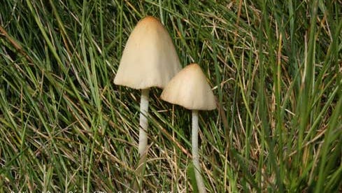 Mushrooms of a common lawn fungus, Conocybe albipes.