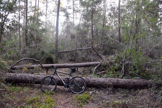 Large trees are downed on the Wolf's Pelt trail in the West Campus Trails at the University of West Florida. Clean-up from Hurricane Sally has begun as even more trees have been cleared along the trail's edge.
