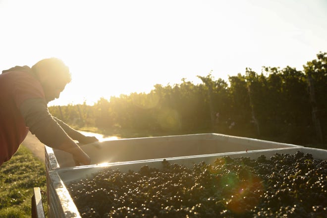 A worker harvests grapes near Salem in 2020. Gov. Kate Brown directed OSHA on Tuesday, July 6, 2021 to expand requirements for employers to provide shade, rest time and cool water for workers during high and extreme heat events.