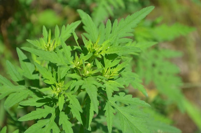 The female common ragweed flowers are hard to see and often overlooked, but any hay fever sufferer will know this aggravation is close by.