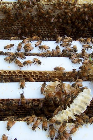 Germantown beekeepers fast paced as bees all year extended