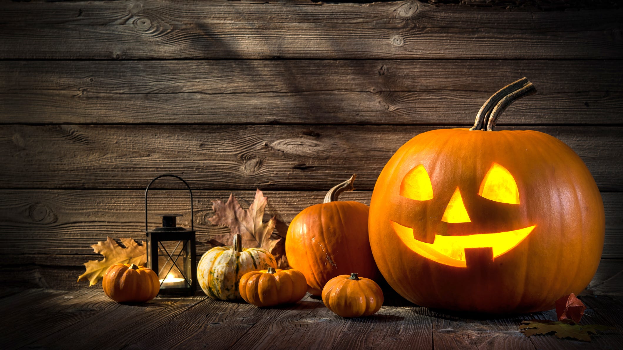 Halloween 2020 Critters Eating Your Pumpkins Here Are Your Options