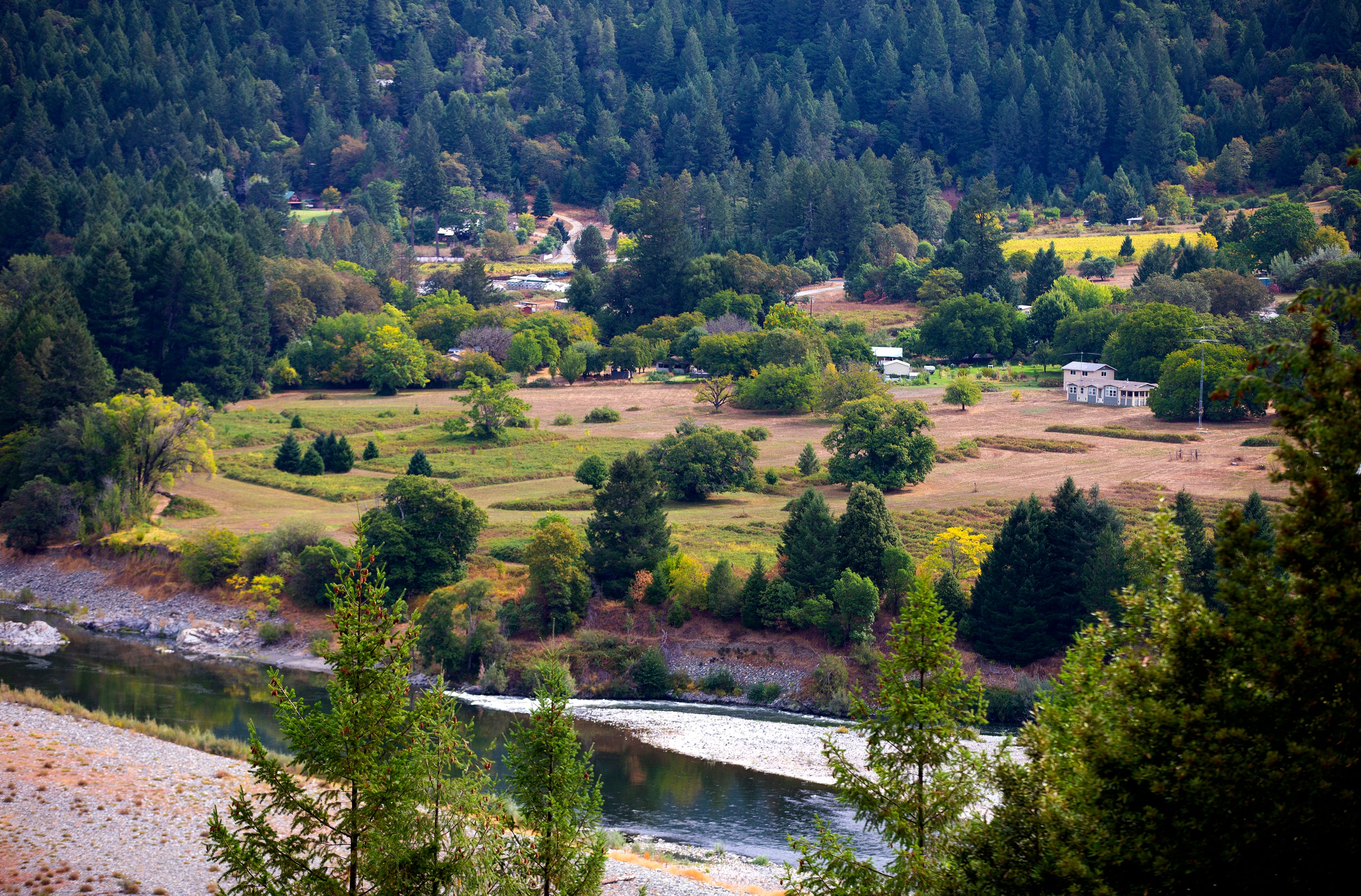 What the Karuk tribe describes as a "Douglas fir plantation" and not a natural landscape grows along the river in Orleans, California.