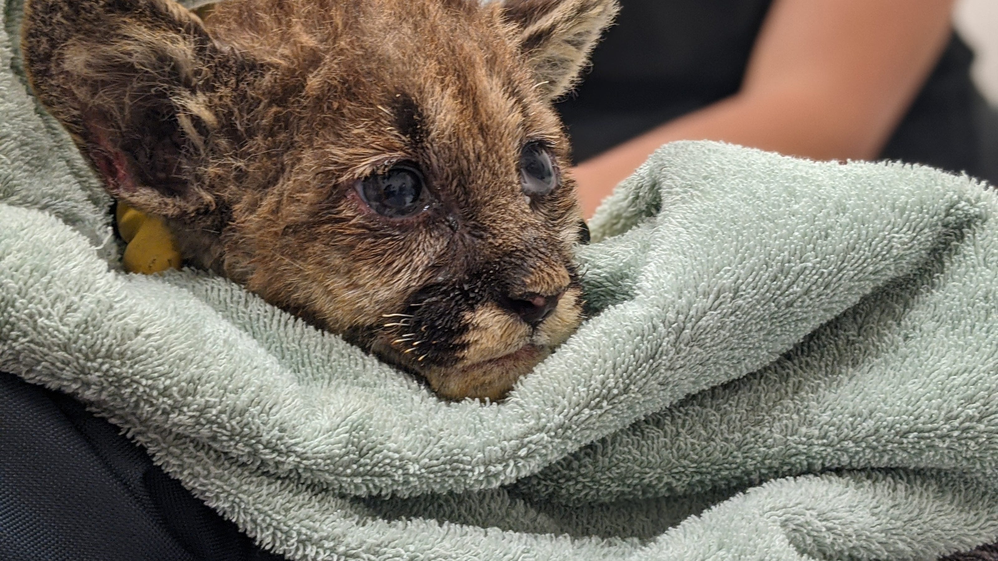 Baby Mountain Lion Burned In Zogg Fire Being Treated At Oakland Zoo