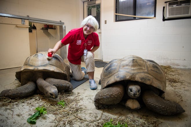 Peggy Heffelmire, a volunteer and "tortoise snuggler" at the Columbus Zoo and Aquarium, brushes the shells of Aldabra tortoises Sonny, left, and Bubba.