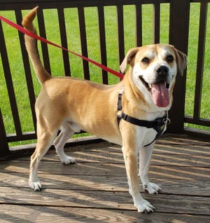 Jake is waiting for a new home at the Humane Society of Sandusky County.