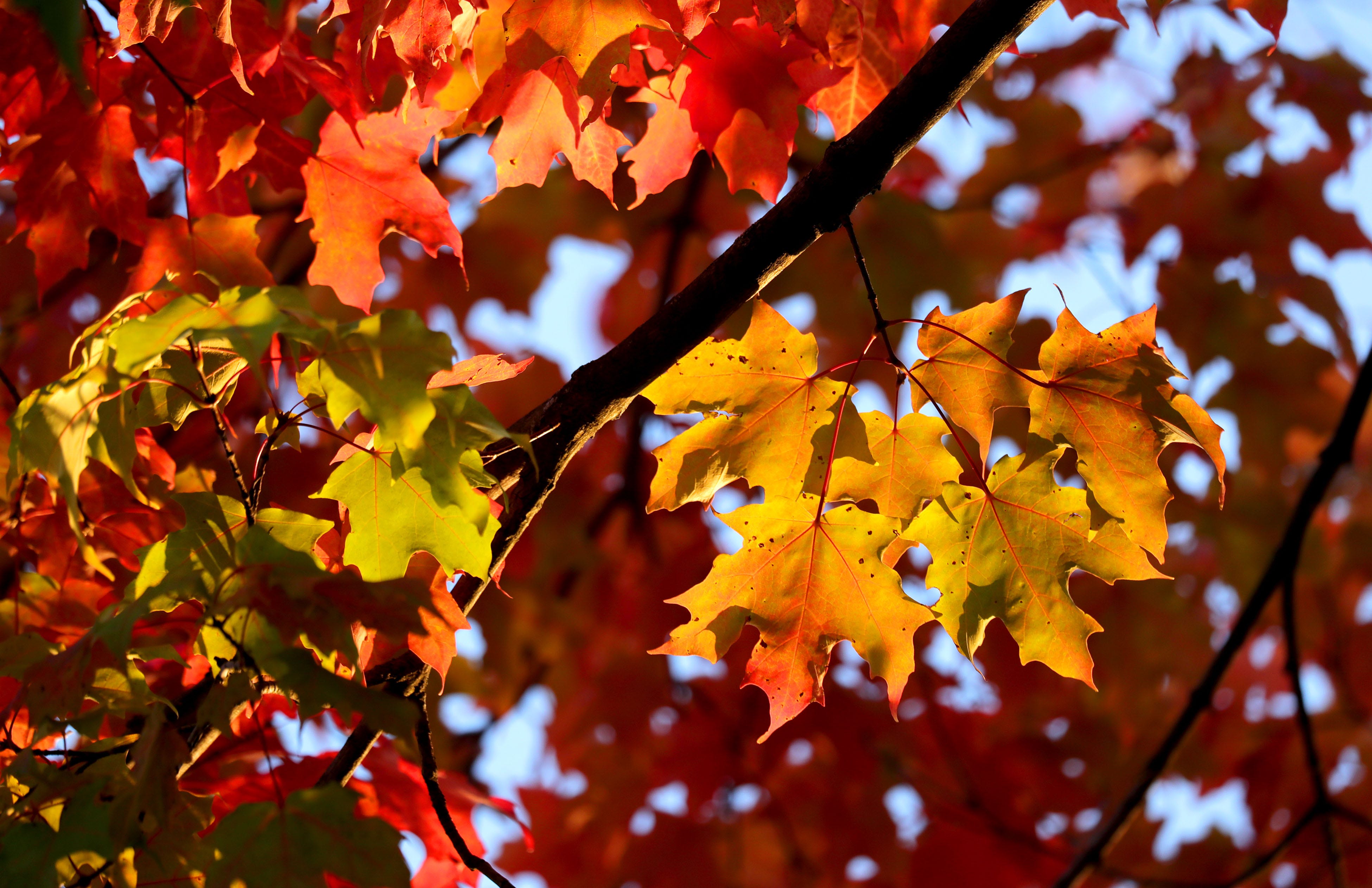 Colours of autumn 94
