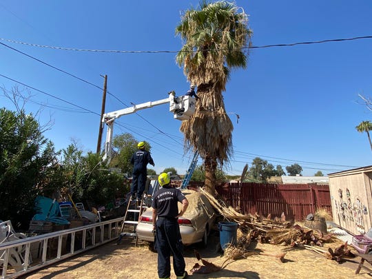A tree trimmer was stuck under the fronds of a palm tree Oct. 6, 2020. Technical rescue team members quickly tried to free the man from the tree.