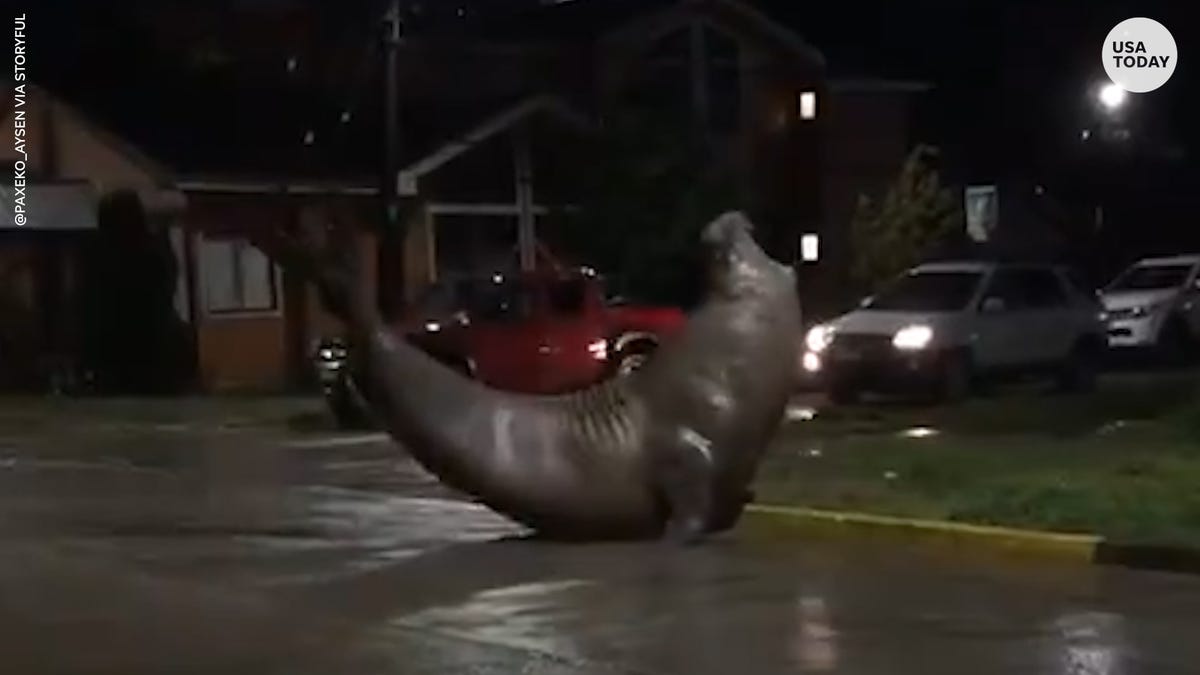 Fact check: Video shows elephant seal in streets of Chile, not Florida