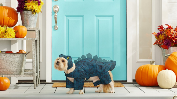 15 entertaining Halloween costume ideas for your pets