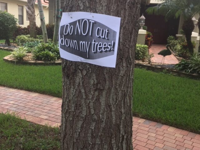 The TREE committee at Tivoli Lakes warns a vendor last November to not cut down street trees. The HOA is moving ahead with plans to begin removing 272 street trees by the end of the month, claiming the roots are creating an unsafe situation.