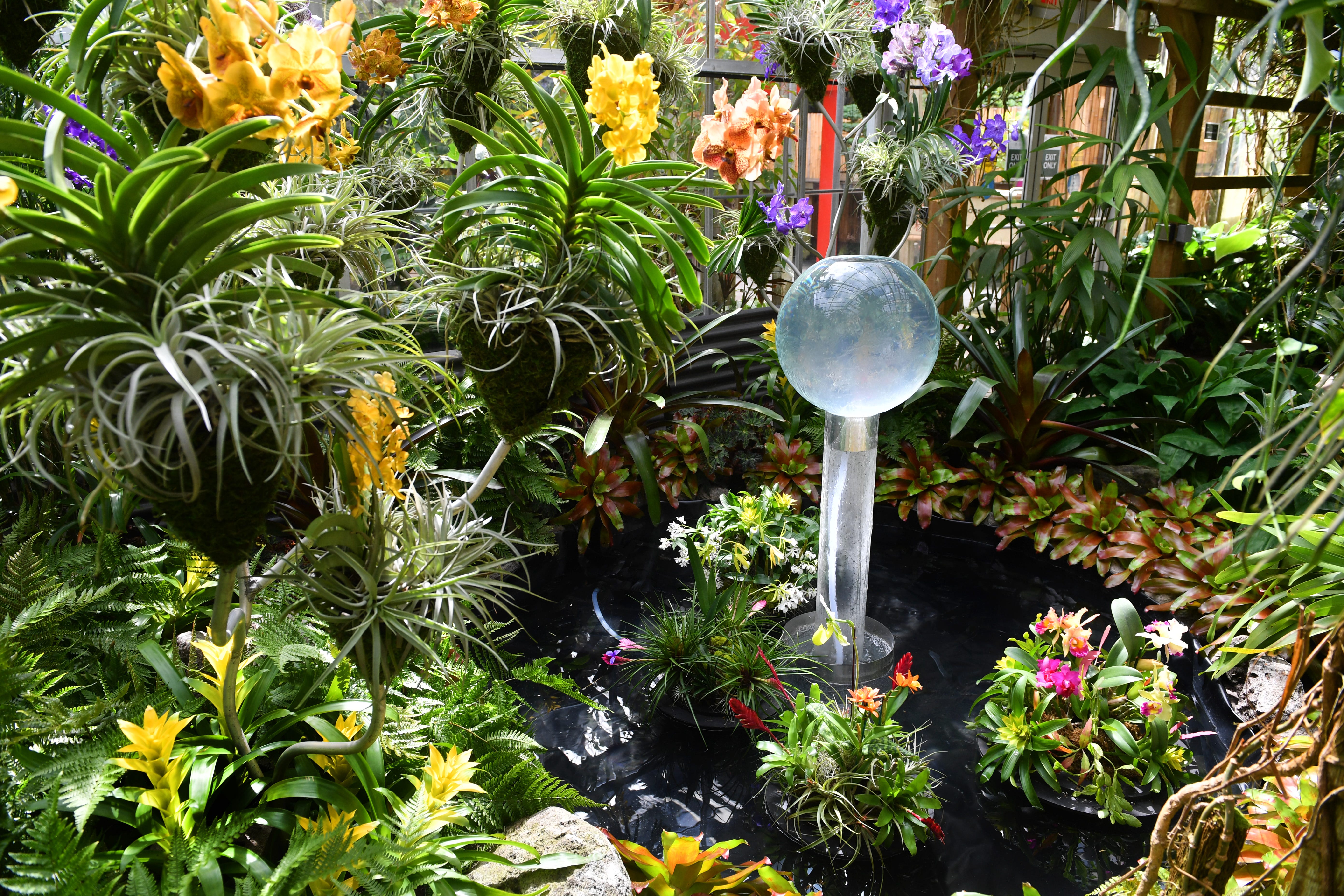 Selby Gardens Orchid Show highlights women and anniversaries