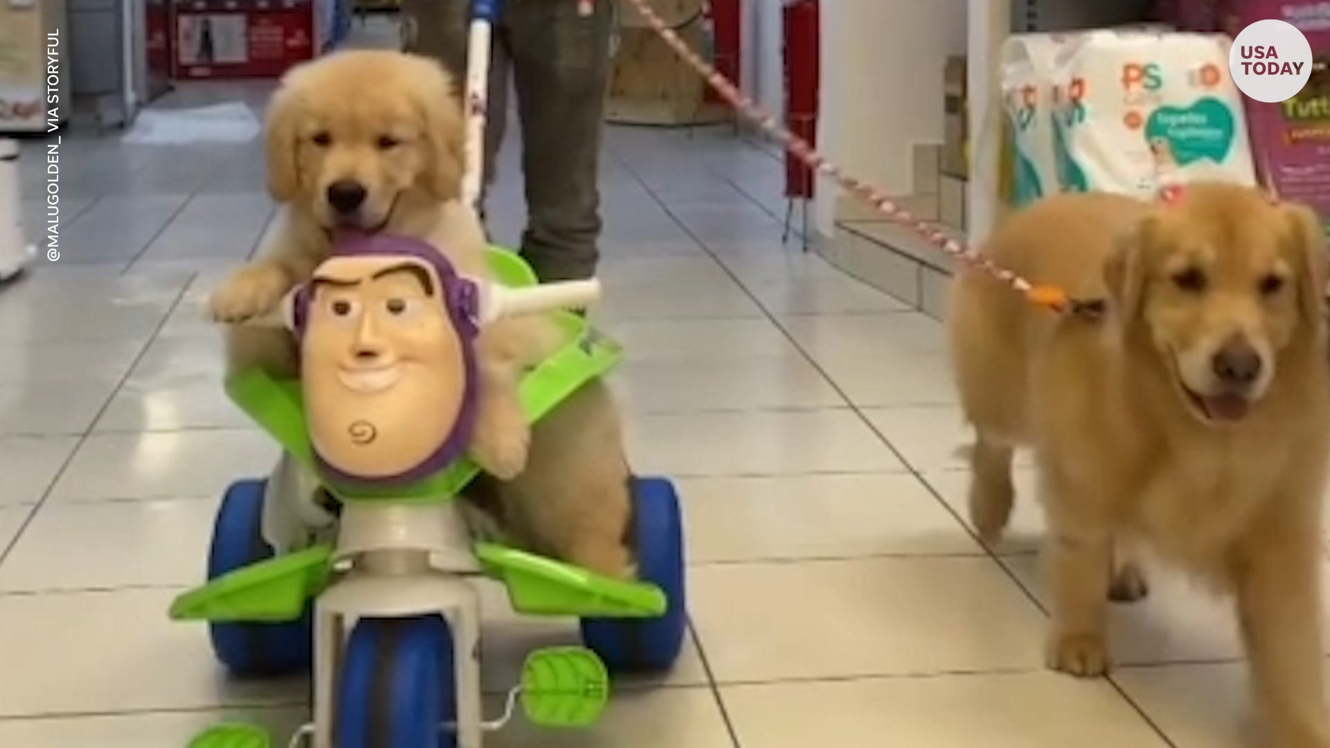 Golden retriever shopping Clearance