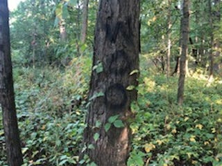 Teens painted graffiti on trees along the trails in Dover City Park.