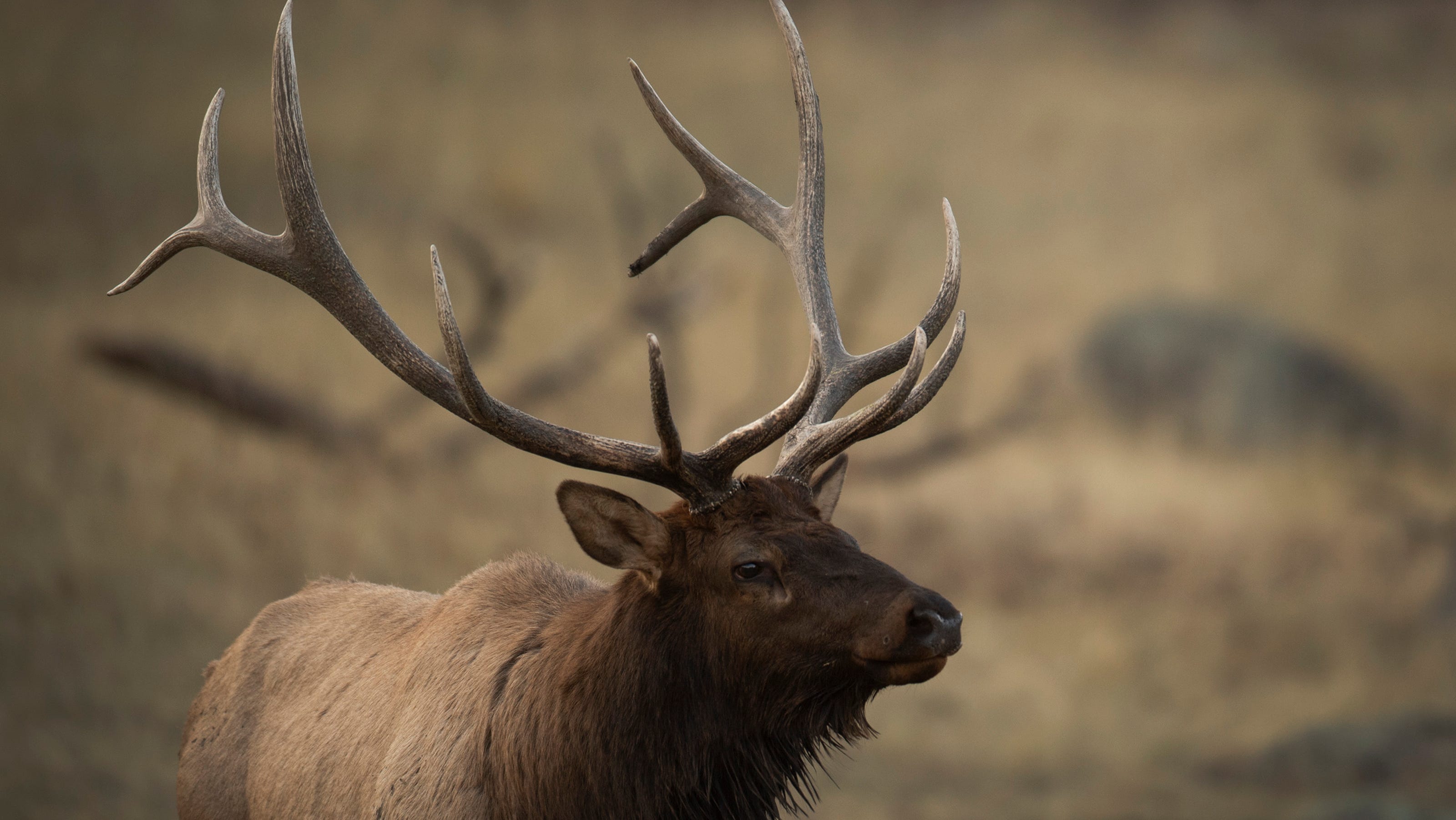 Rocky Mountain National Park: The elk rut continues as fall colors change