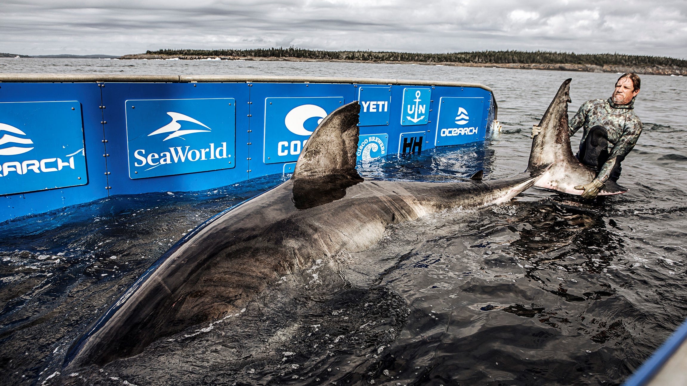Researchers tracking mammoth great white shark Nukumi on Atlantic coast