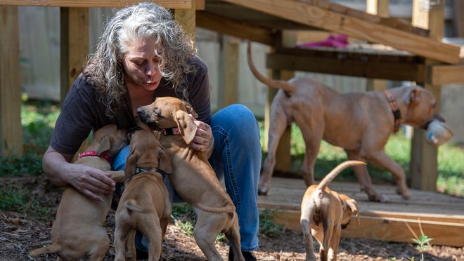 Phoenix Rising Rescue To Hold First Adoption Event Since 2016