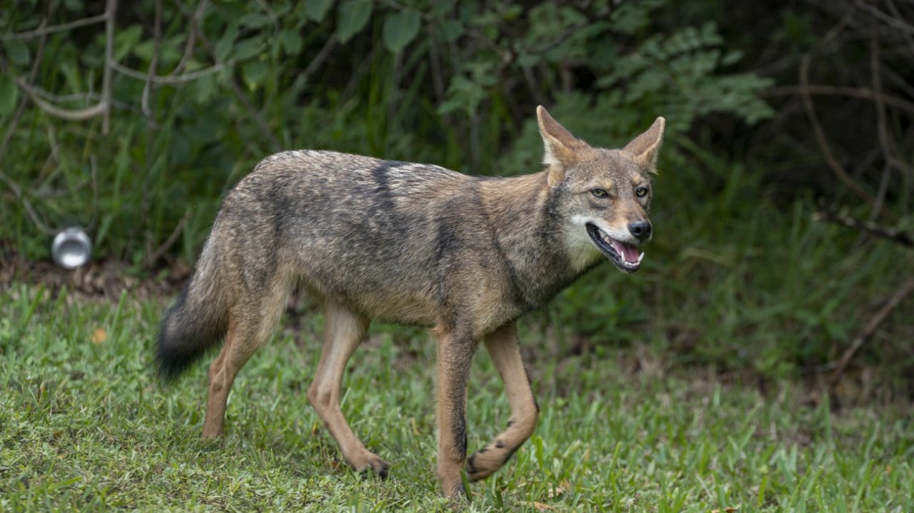 Coyotes are everywhere in Florida, including Palm Beach