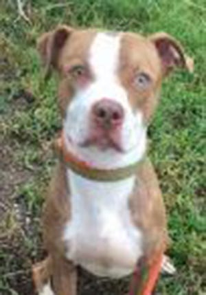 Pumpkin Jr., an adult male American Staffordshire Terrier, is available for adoption from SAFE Pet Rescue of Northeast Florida. Call 904-325-0196. Vaccinations are up to date.