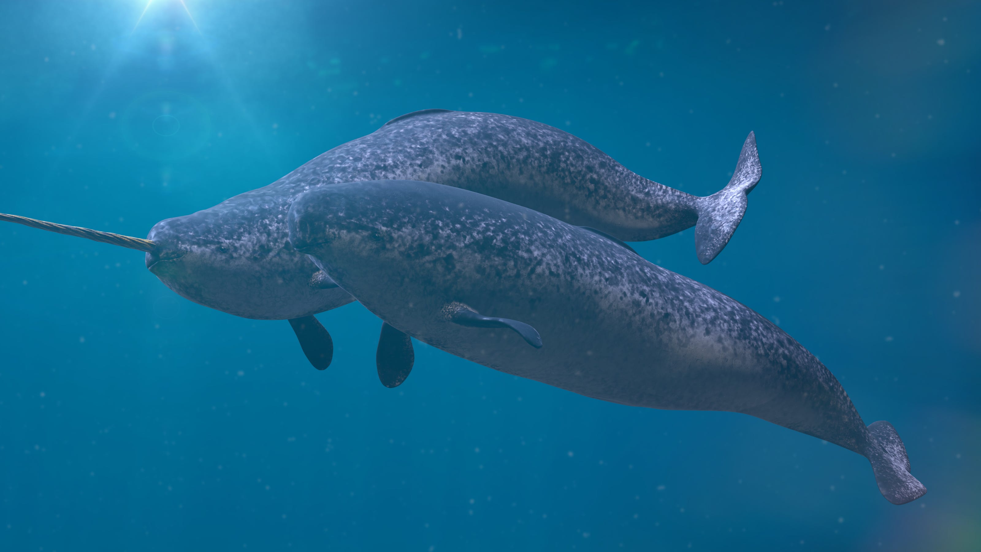 COVID 19: Could the narwhal and other wildlife catch the disease? COVID 19: Could the narwhal and other wildlife catch the disease?