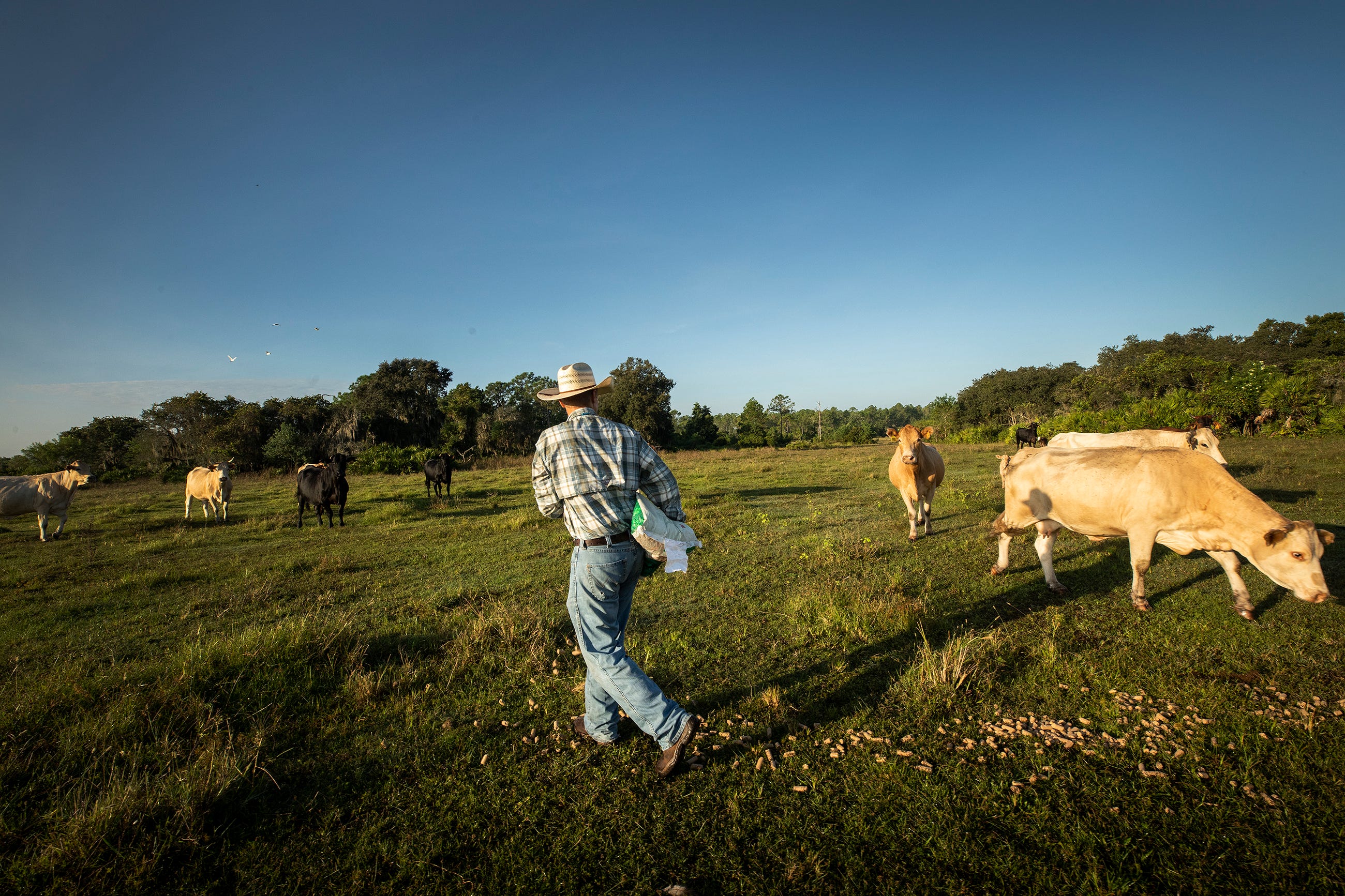 Stuart Fitzgerald spreads some cattle feed on his cattle ranch in Lake Wales.