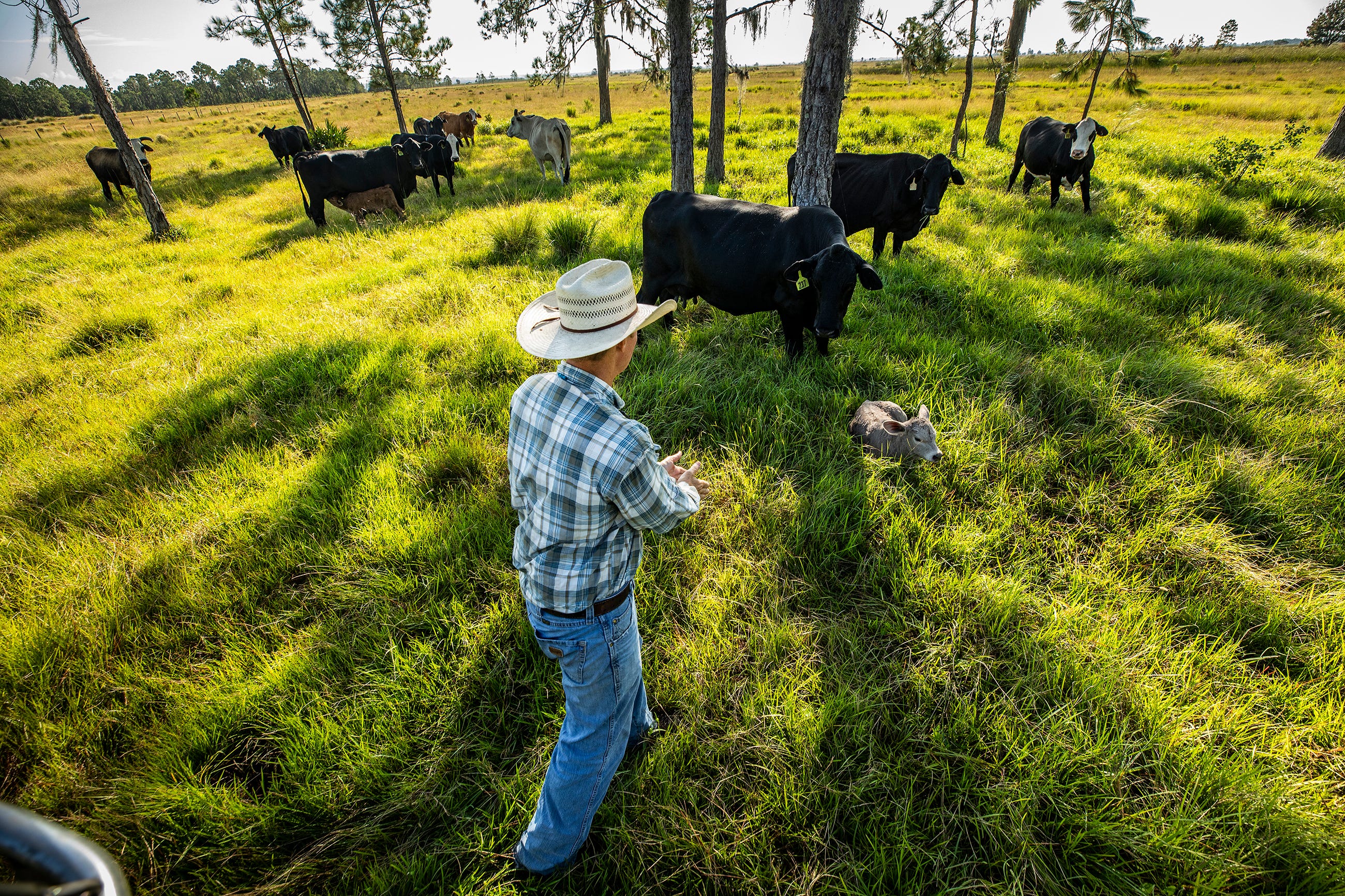 Rancher Stuart Fitzgerald checks on a newborn calf on his cattle ranch in Lake Wales.