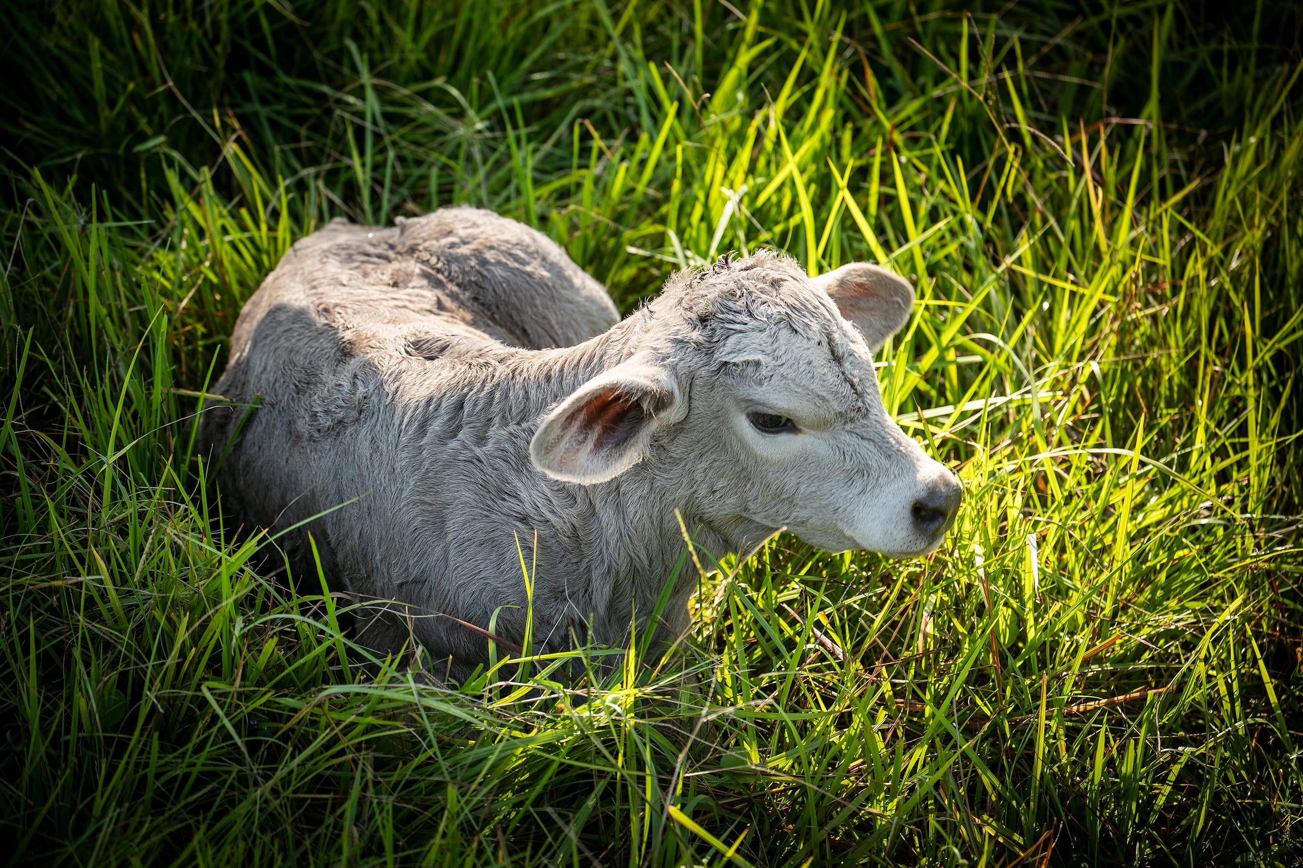 A newborn calf on Stuart Fitzgerald's cattle ranch in Lake Wales.