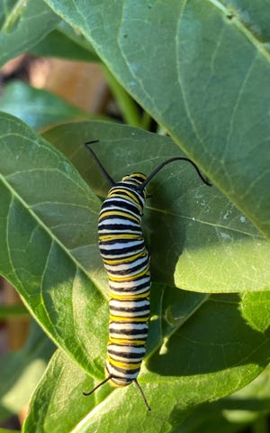 Looking for a good place to form its Chrysalis in Crescent Beach.