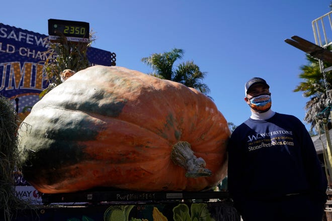 Travis Gienger, from Anoka, Minn., poses next to his pumpkin, which weighed in at 2350 pounds, to win the Safeway World Championship Pumpkin Weigh-Off in Half Moon Bay, Calif., Monday, Oct. 12, 2020.