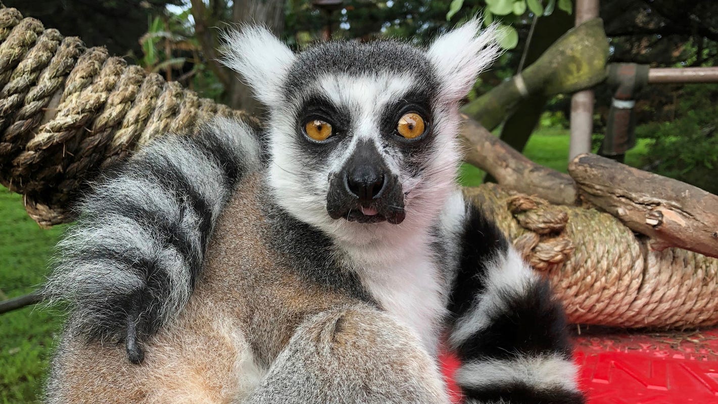 Maki is missing: Police search for 'highly endangered' ring-tailed lemur stolen from San Francisco Zoo thumbnail