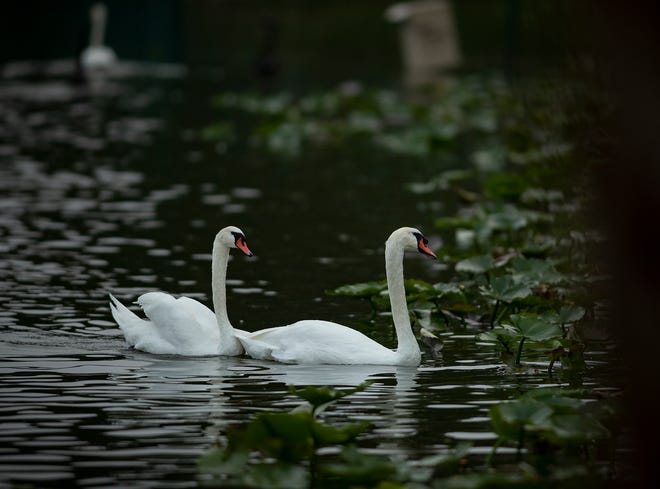 Two mute swans swim near the shoreline to avoid capture during the 40th annual Swan Roundup at Lake Morton in Lakeland on Oct. 6.