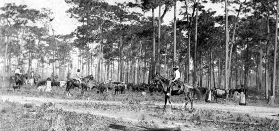 A cattle drive near Bartow in the 1890s.  At the far left is Crayton Parker, in the middle is Tom Smith on a horse named Boomerang, and at the right is one of their workers.