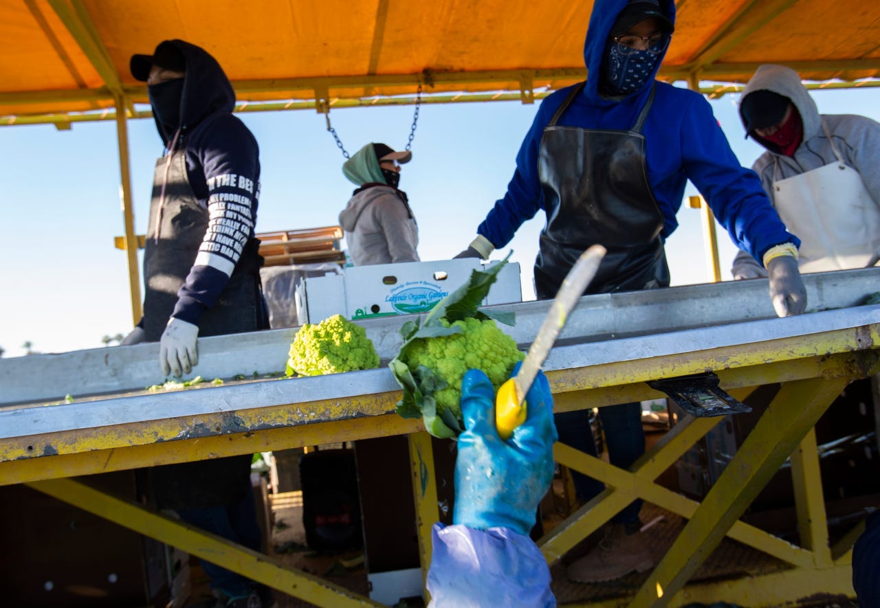 Farmers harvest romanesco cauliflower in California's Imperial Valley during the coronavirus pandemic in March. Many farmworkers in the region were infected.