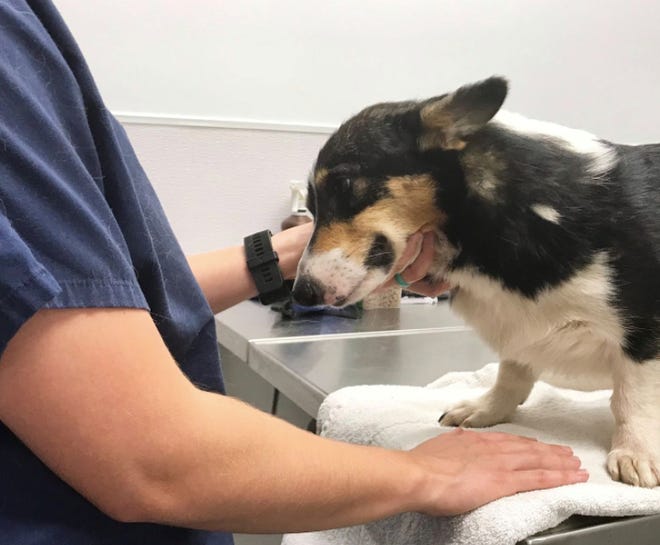 Aspca Hoping To Open Columbus Recovery Center Before Year S End Aspca Hoping To Open Columbus Recovery Center Before Year S End