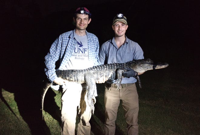 Adam Rosenblatt (left), a University of North Florida assistant professor of biology, holds an urban alligator with UNF student researcher Eli Beal, who is the co-author on a recent research paper studying alligators across St. Johns River tributaries.