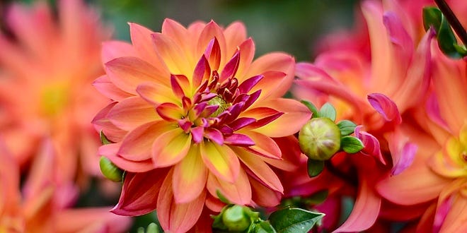 The Cumberland County Master Gardeners have chosen the dahlia, which often makes a late-season second show in the garden, as the symbol of their Covid-19-delayed annual symposium.