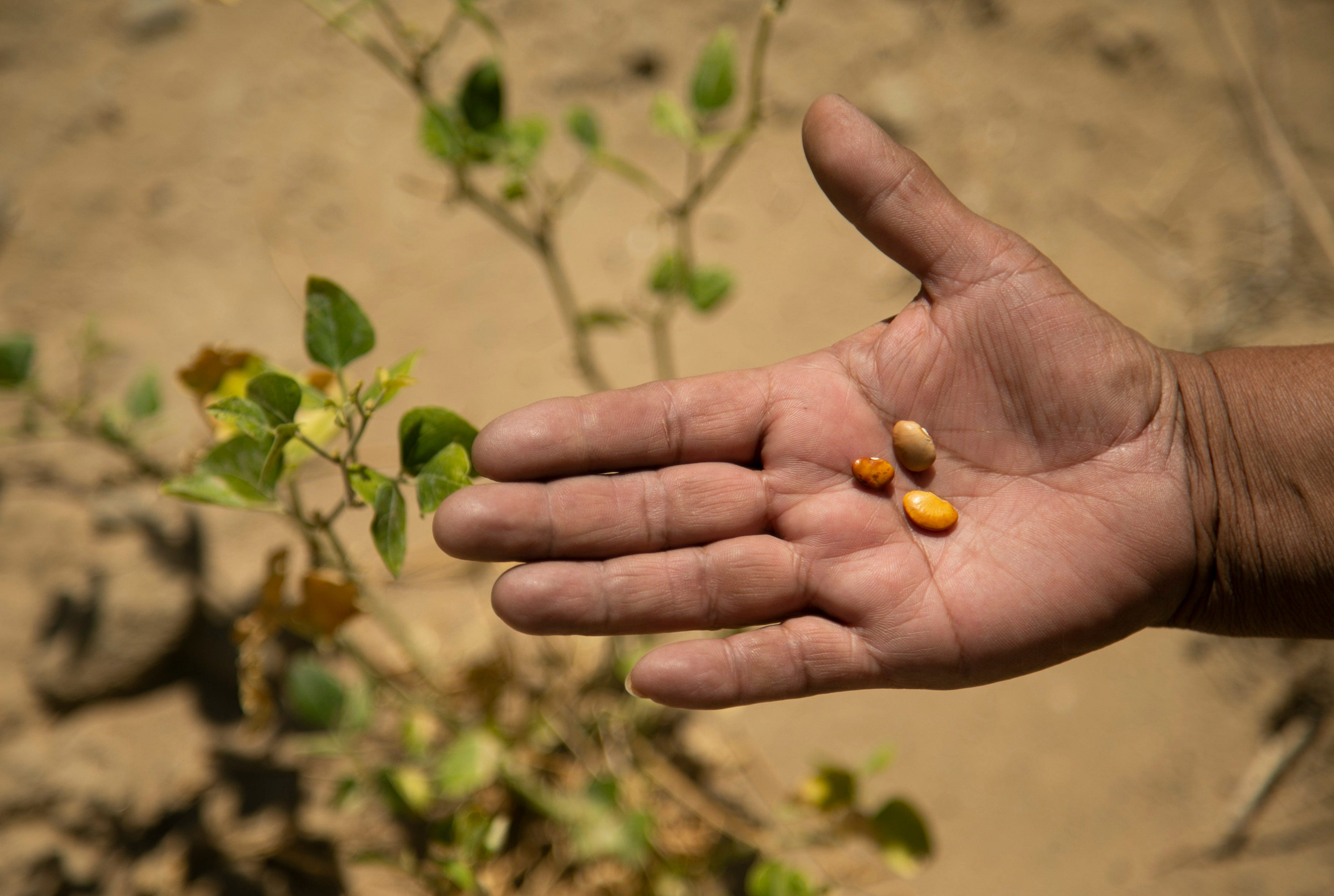 Colleen Seletstewa holds beans in her hand at one of her garden plots next to a spring on the side of Second Mesa on the Hopi Reservation.