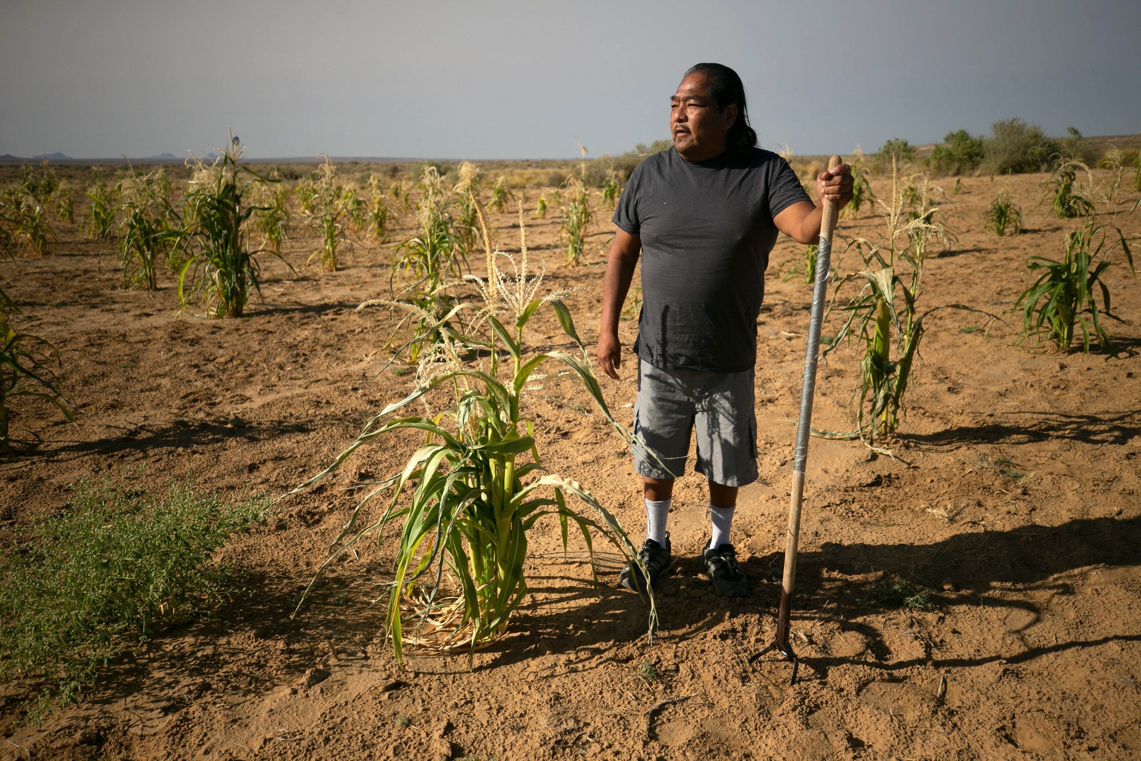 Howard Dennis tends corn on a field below Second Mesa on the Hopi Reservation on Sept. 11, 2020.