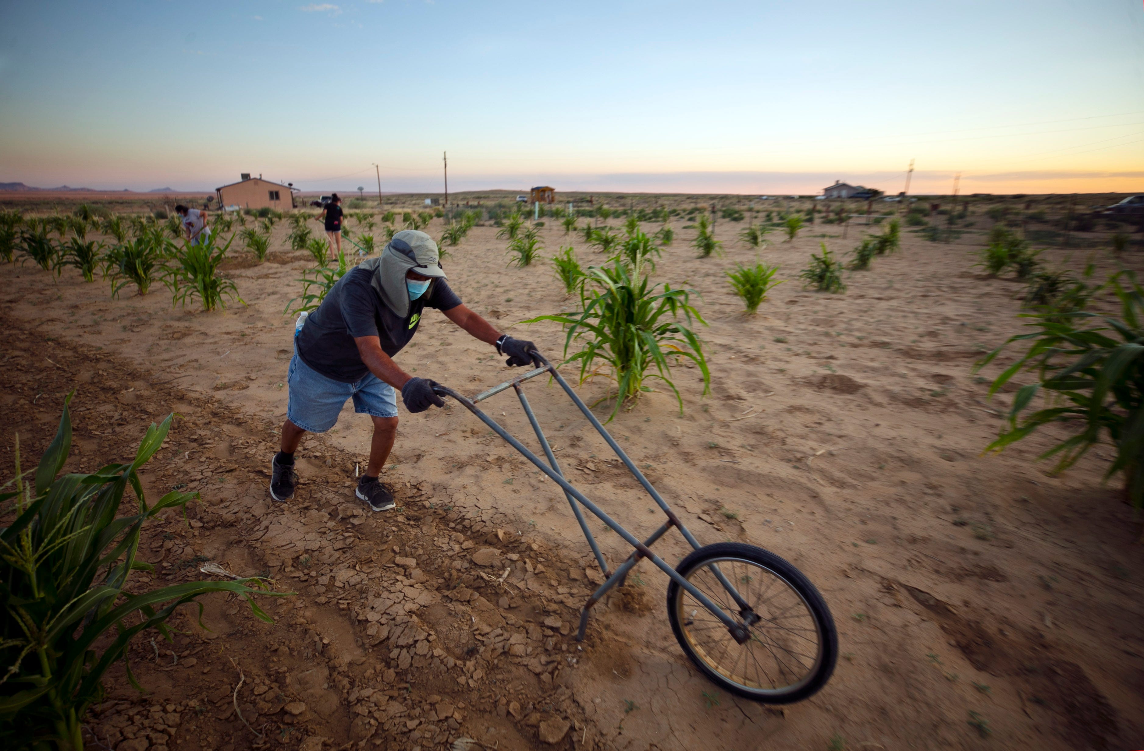 Ronald Humeyestewa uses a push-plow on July 30, 2020, to till the soil on his family's cornfield at their home below Second Mesa on the Hopi Reservation.