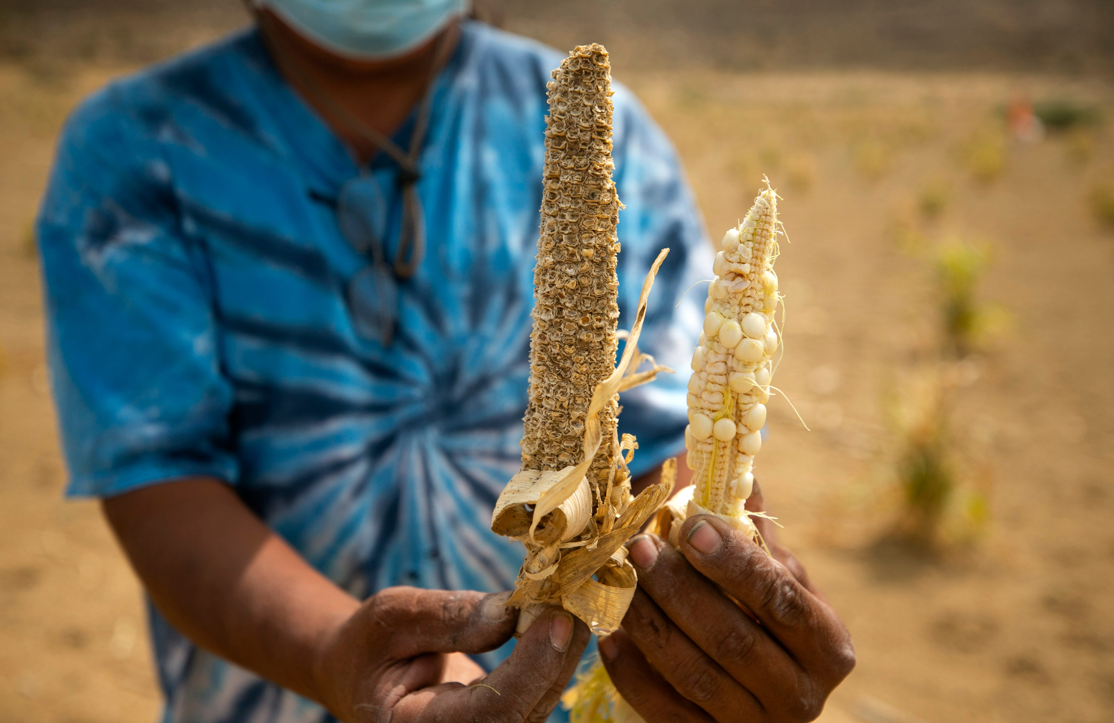 Mike Koiyaquaptewa holds an ear of corn from the 2019 farming season (left) and from the 2020 season.